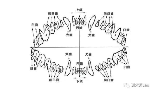 如果您看到幼犬嘴角、毛发上带血不要惊慌