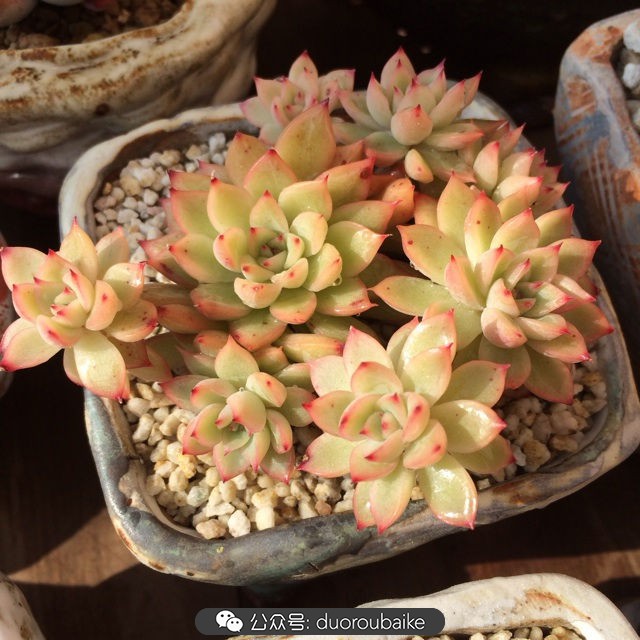 江浙沪多肉过冬,江浙沪一年四季露养的多肉