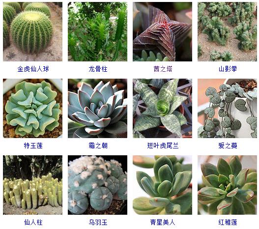 多肉植物150种大全,多肉种植攻略150种常见多肉植物