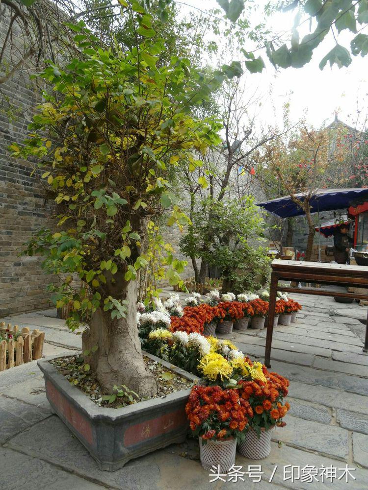 陕北俊俏女子勇闯袁家村大嘴吃四方