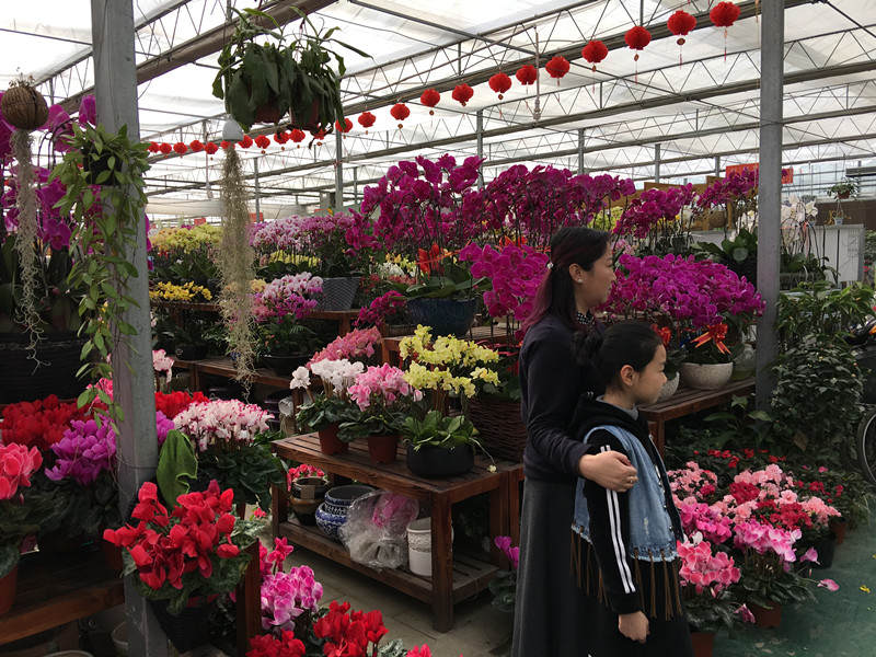 年宵花市探“鲜”记（一）之孤独的花大姐