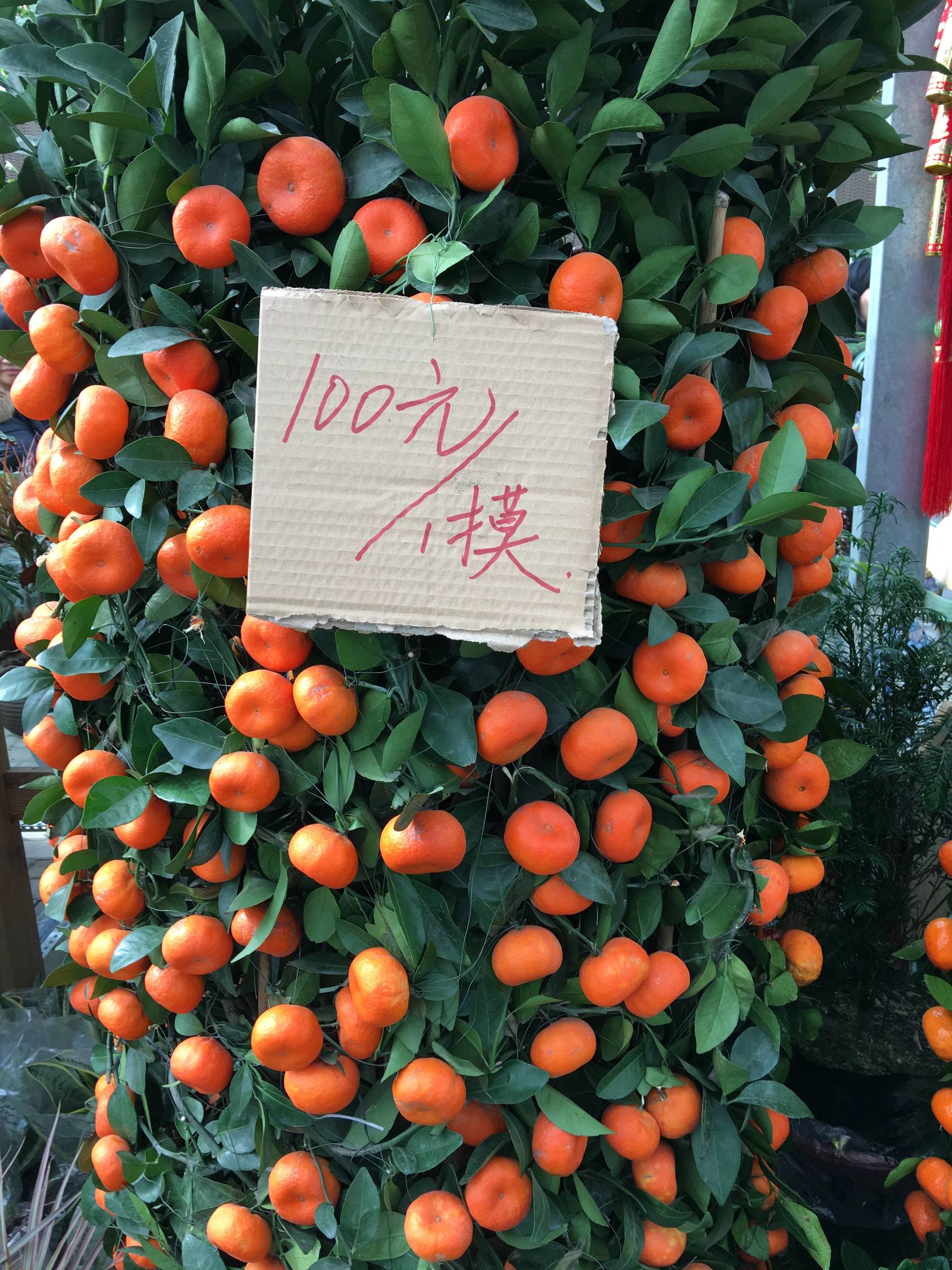 年宵花市探“鲜”记(一)之孤独的花大姐