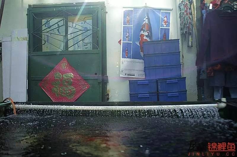 锦鲤春季养殖管理注意事项,锦鲤过冬的正确方法