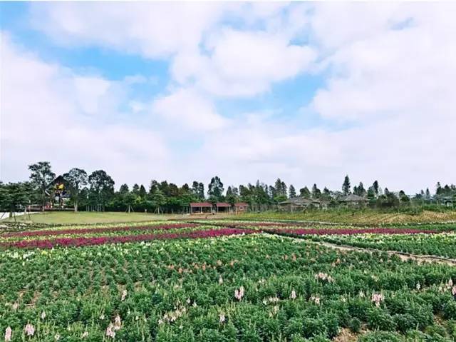 就在今日,百万鲜花盛放!南海这个“花花世界”等你来赏!