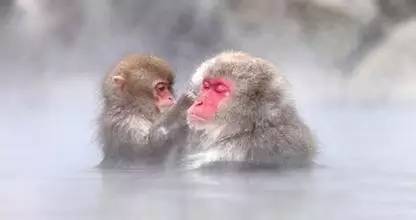 猴年说猴阅读理解答案初中,猴年说猴阅读理解