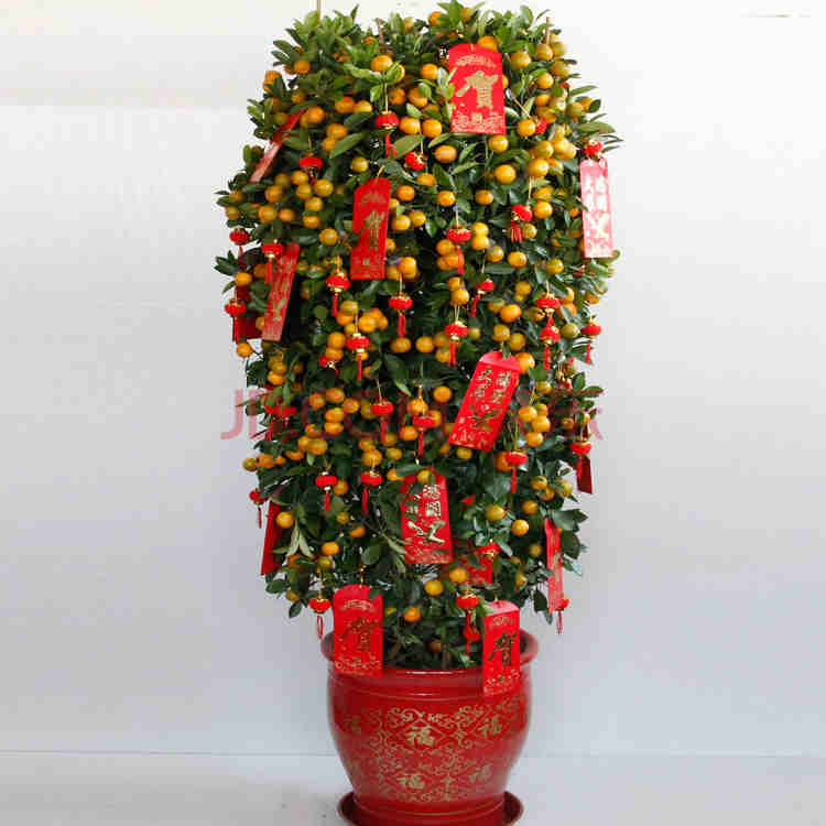 过年买什么鲜花摆家里好,春节家中摆满什么花寓意好