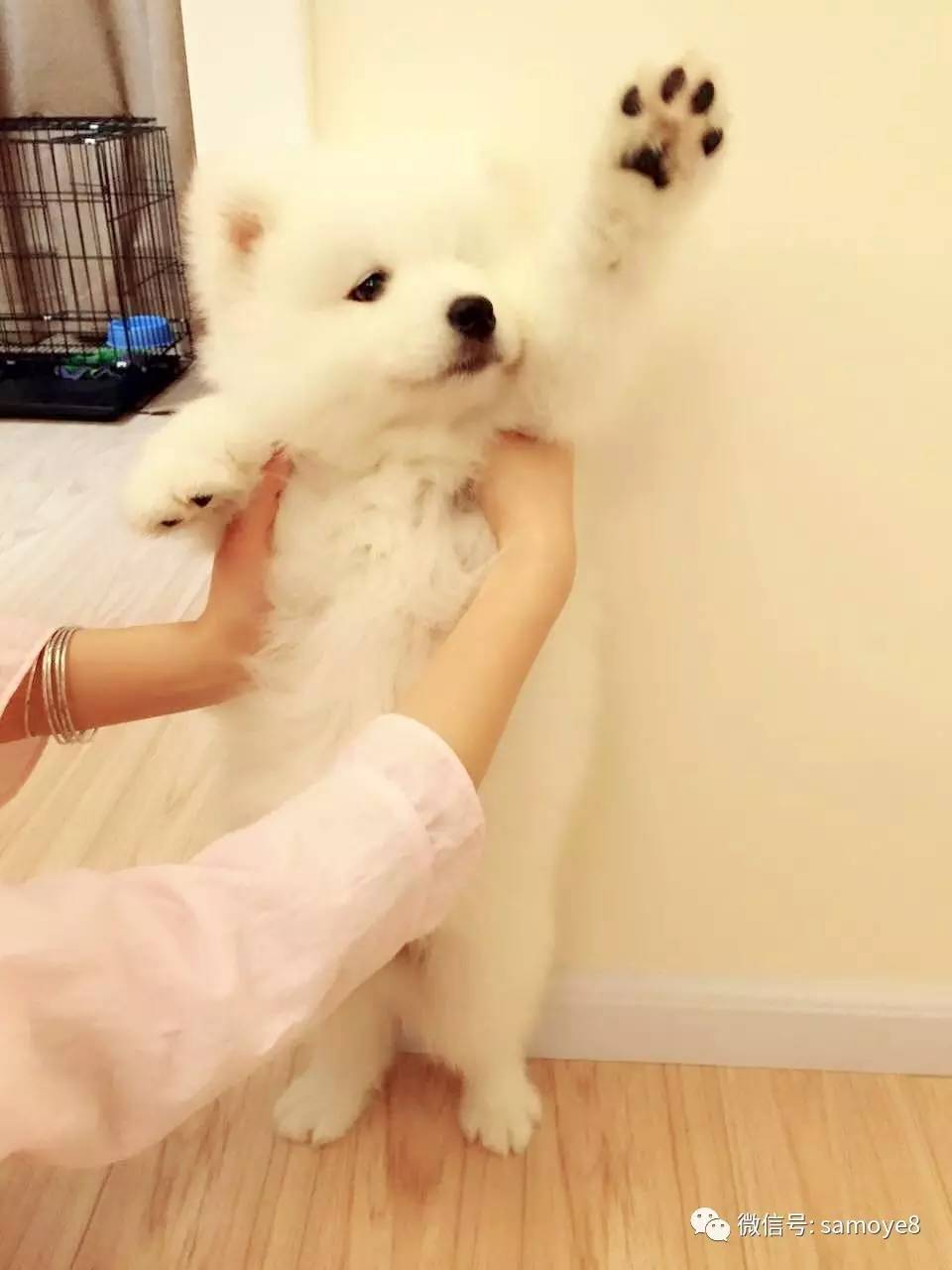 萨摩耶犬怎么辨别纯种,怎么判断萨摩耶是不是纯种