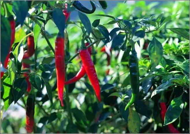 古诗最美田园诗,诗词美句