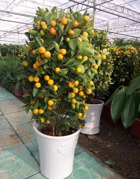 过年好看的年宵花,年宵花摆什么好看