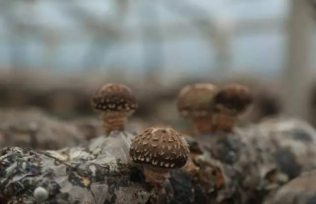 土城有哪些年货,郭家土城年货节