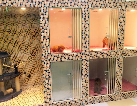 过年回家宠物应该怎么安置,过年回家宠物怎么寄养