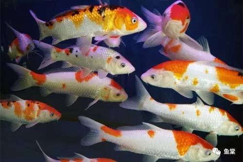 鱼缸养锦鲤怎么看水质好坏,好运锦鲤养鱼经验总结