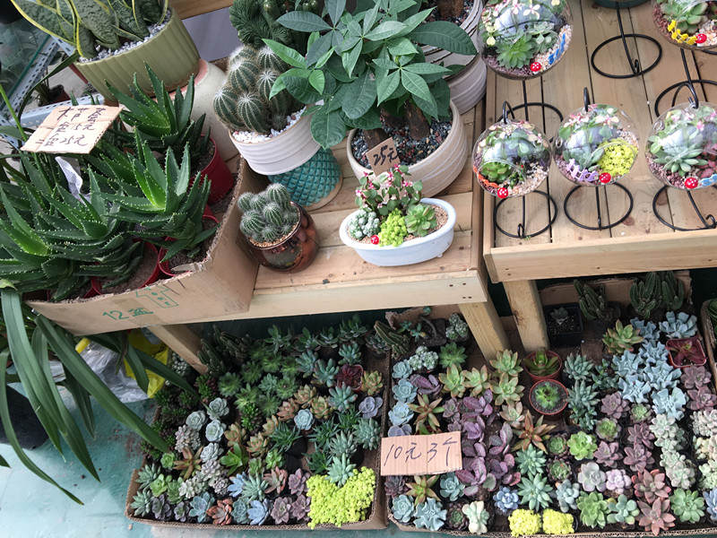 年宵花老桩,年宵花老桩图片大全