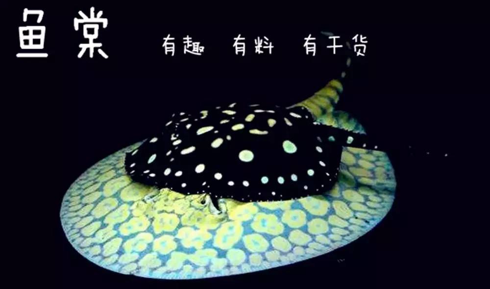 新手如何饲养龙鱼魟鱼,如何养好龙鱼跟魟鱼