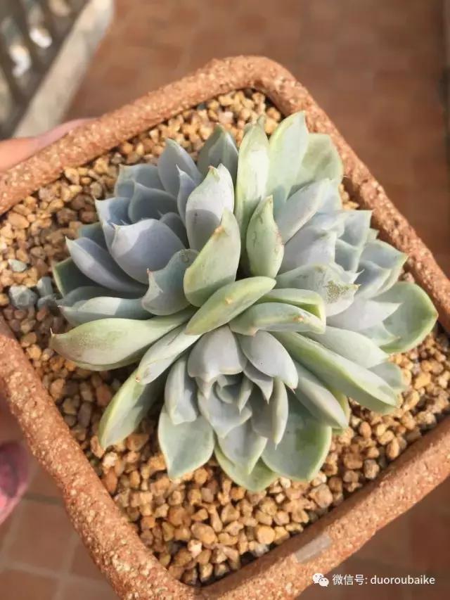 没有暖气的包邮区,肉肉照样美美的!