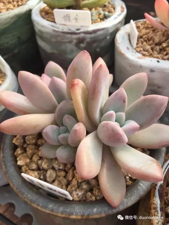 没有暖气的包邮区,肉肉照样美美的!