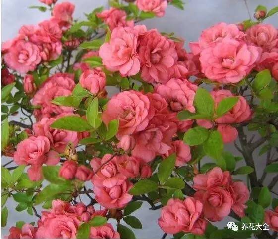 最美大杜鹃花图片,中国最美天然杜鹃花