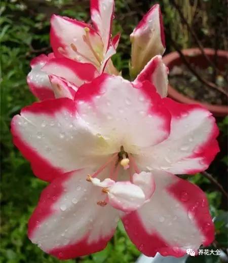 最美大杜鹃花图片,中国最美天然杜鹃花