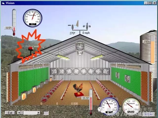 冬季鸡怎么管理,冬季脱温鸡怎么养