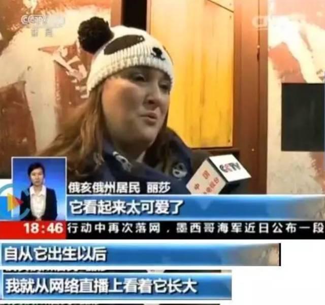 为求得一只熊猫的抚养权，英美荷法等国家连尊严都不要了