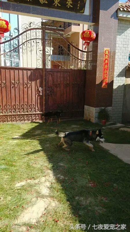 哈士奇在农村放养还是拴住,哈士奇不能养吗