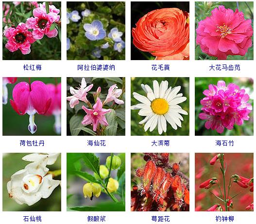 春天有哪些花会开的特征,在春天有哪些花会开常见的