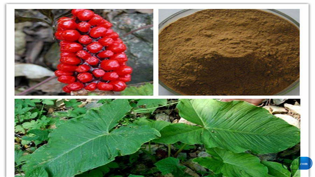 天南星是抗肺癌中药吗,中药天南星