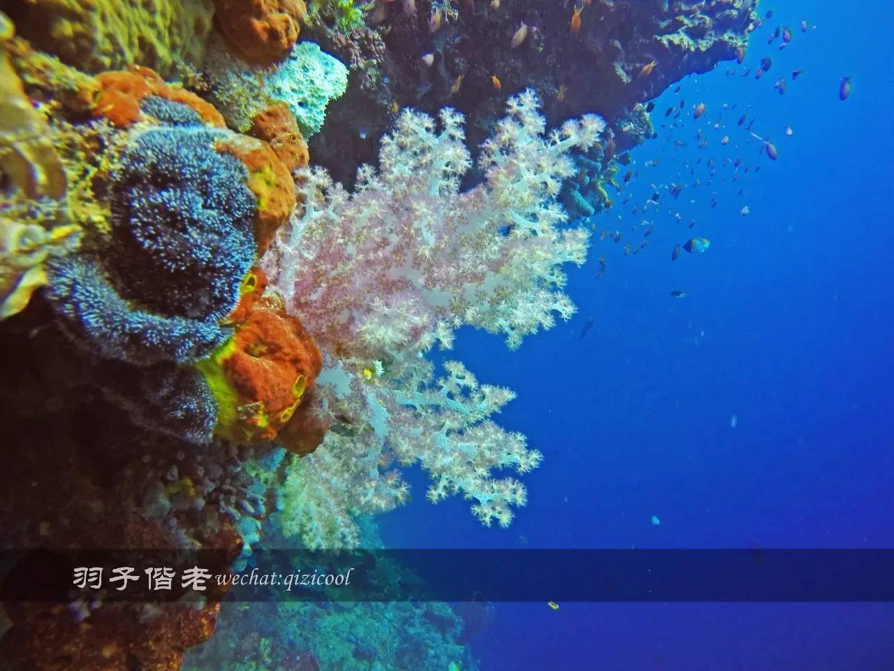 美娜多海岛一日游,印尼美娜多跟团游