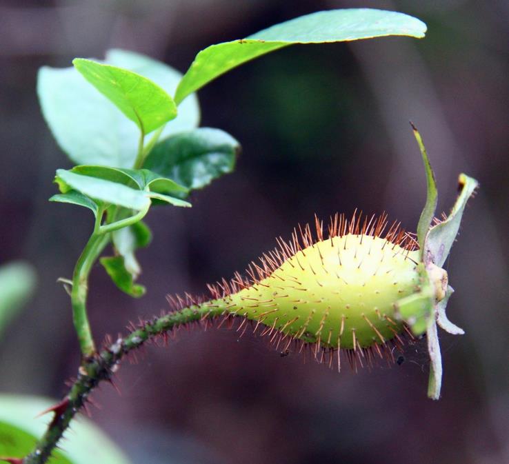 白带多异常偏黄有异味怎么调理,白带特多该吃什么药