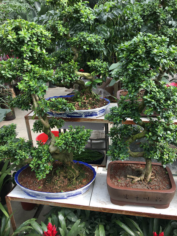 年宵花市探“鲜”记(一)之孤独的花大姐