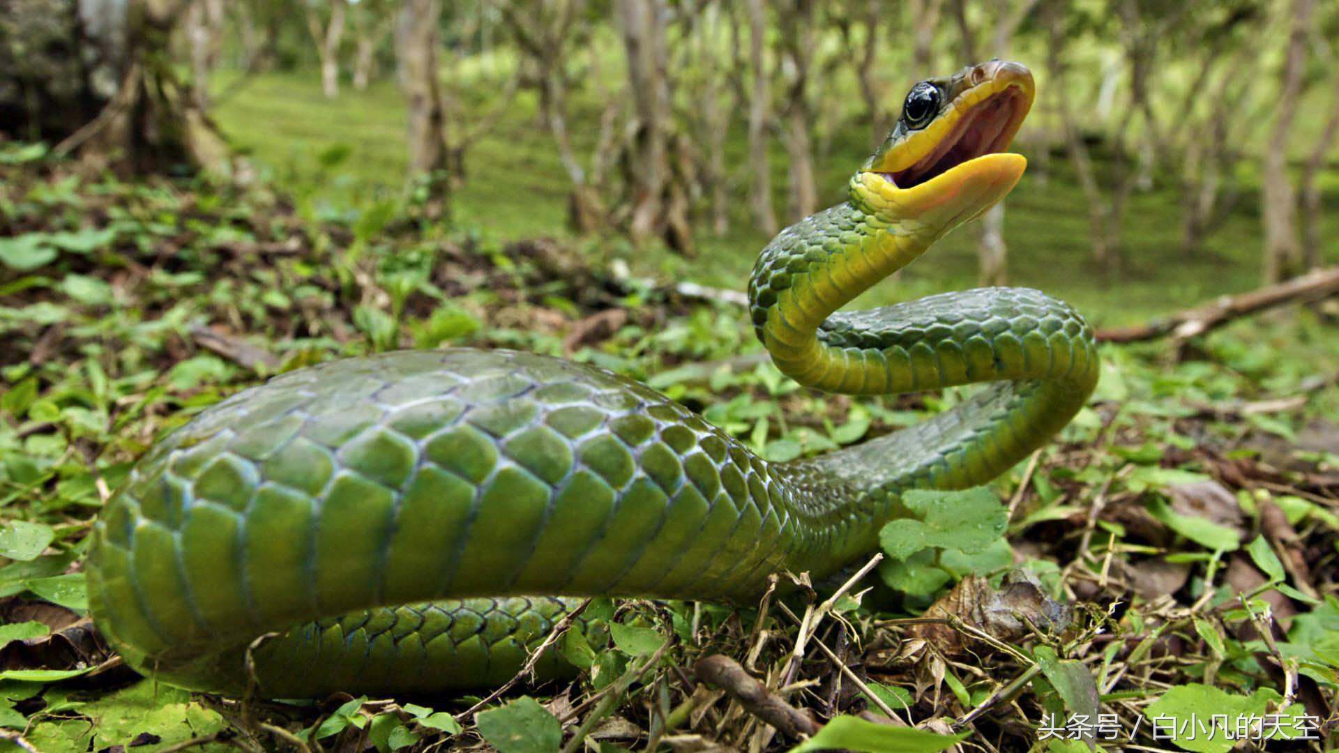 民间蜈蚣成精,蜈蚣成精怎么救人