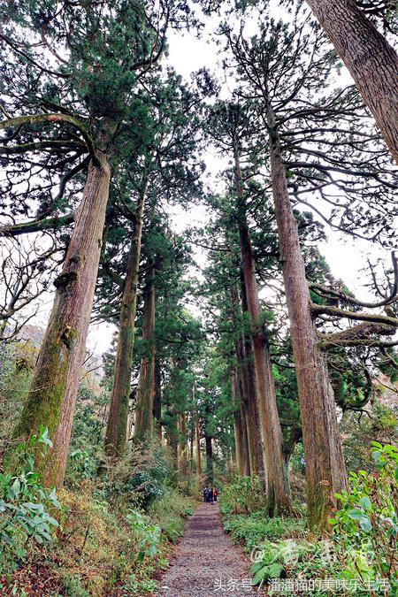 箱根温泉视频,箱根温泉深度解析