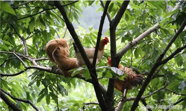 土鸡养殖行业现状怎么样,土鸡养殖风险大吗知乎