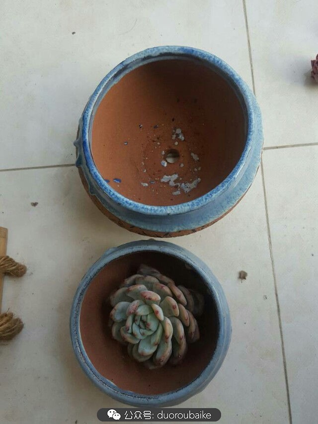 养多肉的基本常识和技巧,养多肉的正确方法讲解