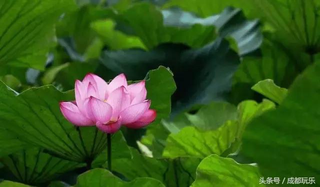 成都市新都区未来怎么样,成都新都区的未来