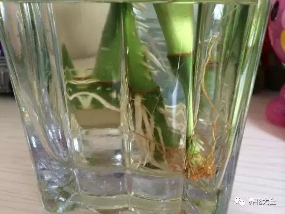 富贵竹叶子发黄有什么征兆,富贵竹叶子发黄发干怎么治