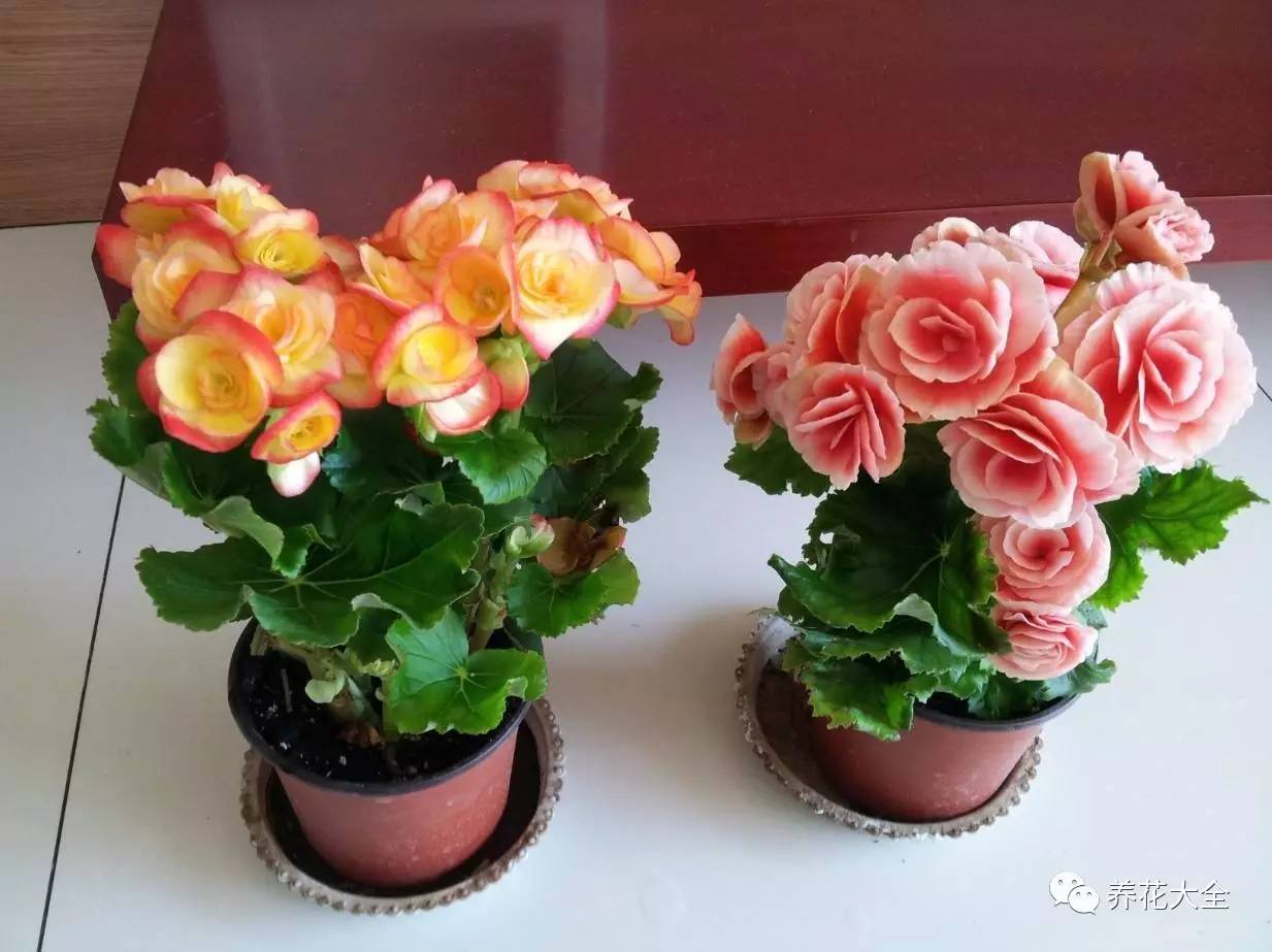 过年年宵花好卖吗,过年摆的年宵花有哪些