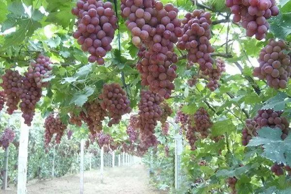 兰州特产必买十种便于送人携带,兰州特产美食排行榜前十名