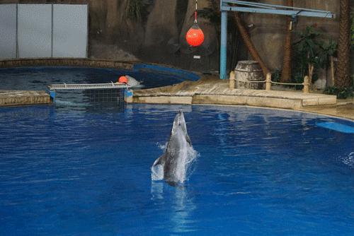 索尼a99ii最新价格,索尼a99ii样片