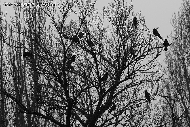 索尼a99ii最新价格,索尼a99ii样片