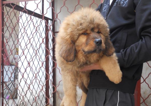 家有恶犬怎么训练狗狗,家有藏獒惹不起