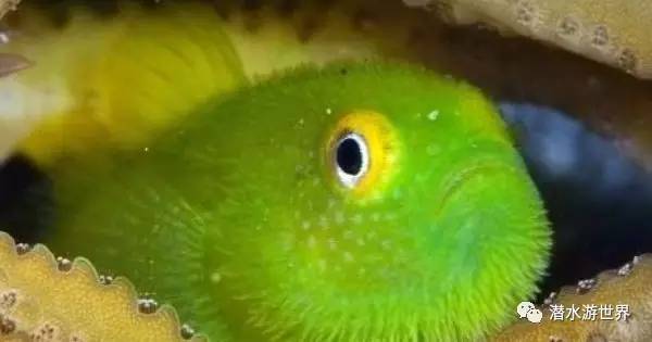 变性、伪装、雌雄同体--谁是微距世界的奇葩?