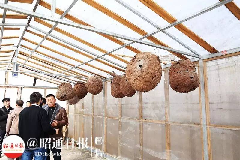 养蜂人捅马蜂,小伙捅马蜂窝蜂王跑了