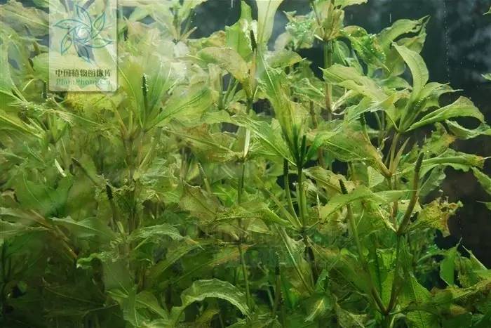 景观植物清单大全图解,河道景观种植植物