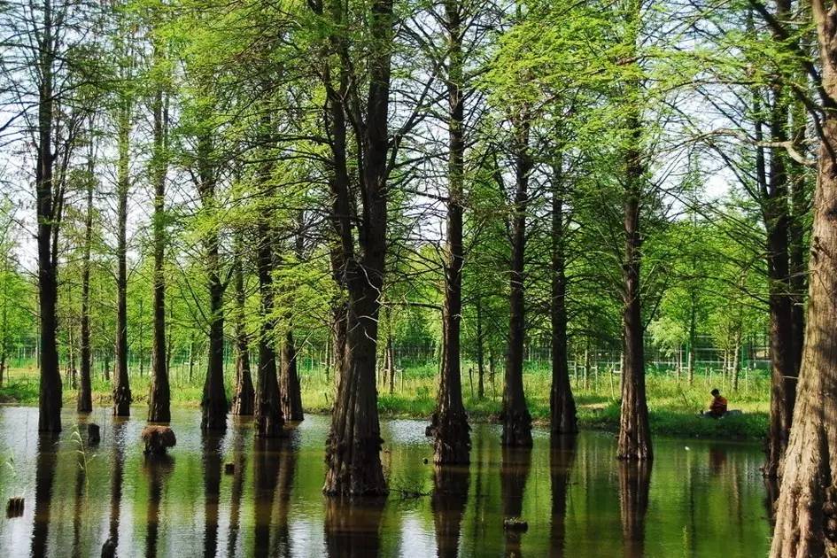 景观植物清单大全图解,河道景观种植植物