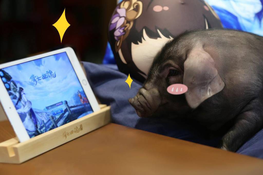 丁磊的养猪模式,丁磊养猪是另辟蹊径还是不务正业