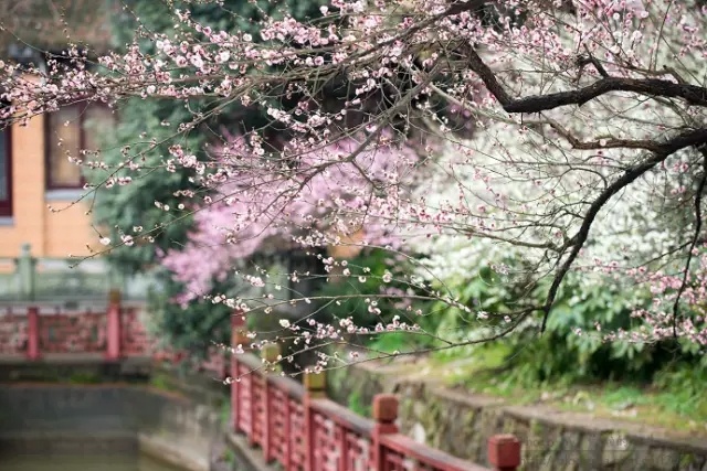 距离春节上班还有多少天,南京节假日去哪玩