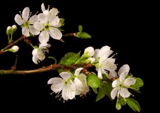 2月3日立春,百年一遇!可这只是神奇鸡年的开始……