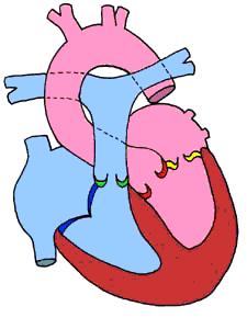 孕期检查注意事项及时间,完全性前置胎盘孕晚期注意事项