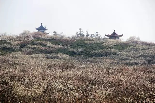 距离春节上班还有多少天,南京节假日去哪玩